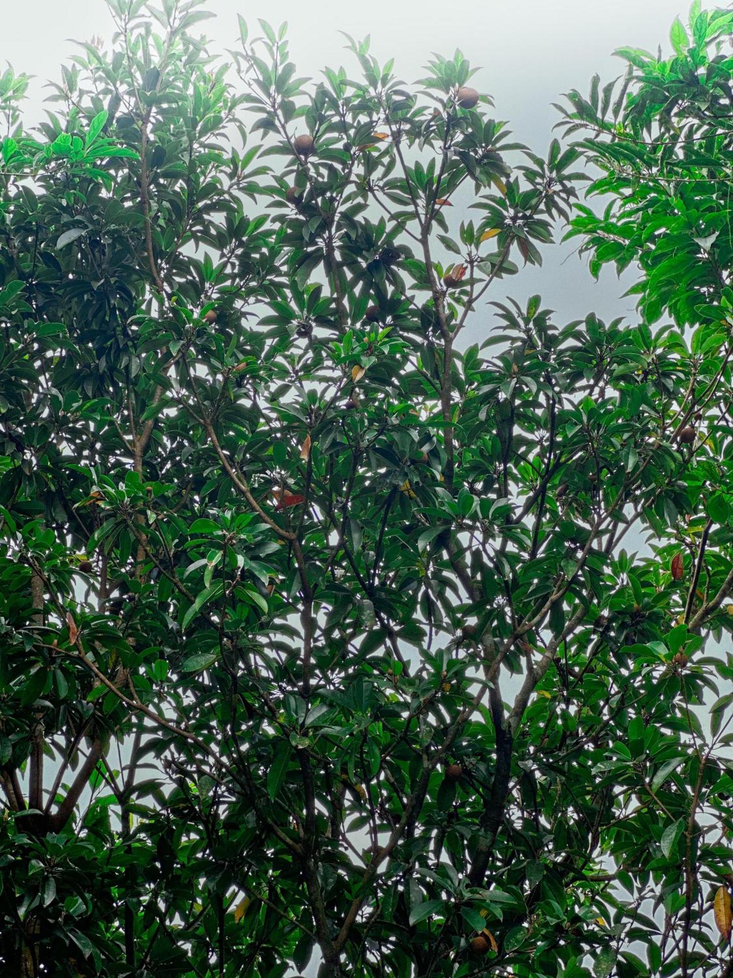 Janiro Tea Trees Villas Vythiri Extérieur photo