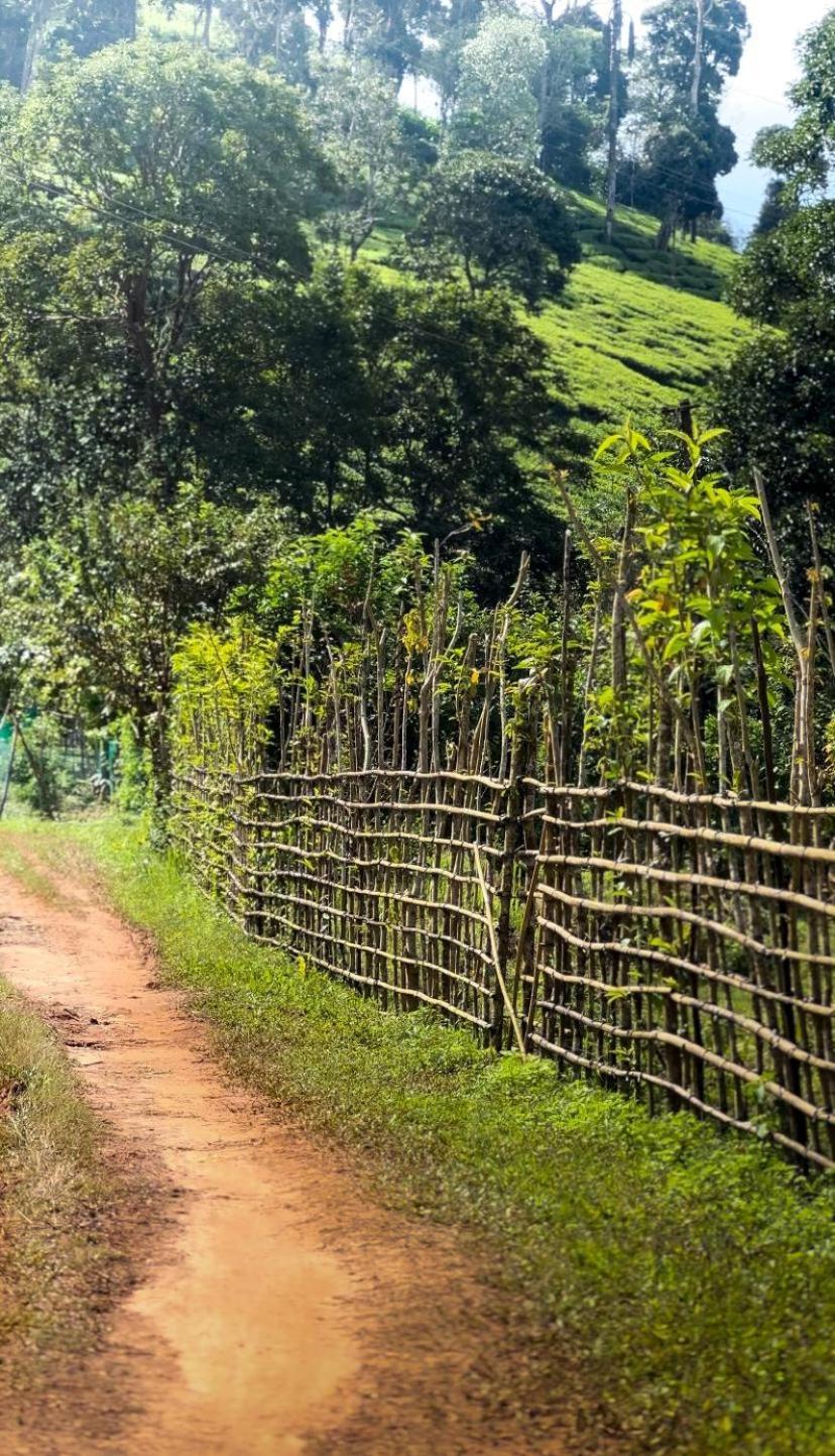 Janiro Tea Trees Villas Vythiri Extérieur photo