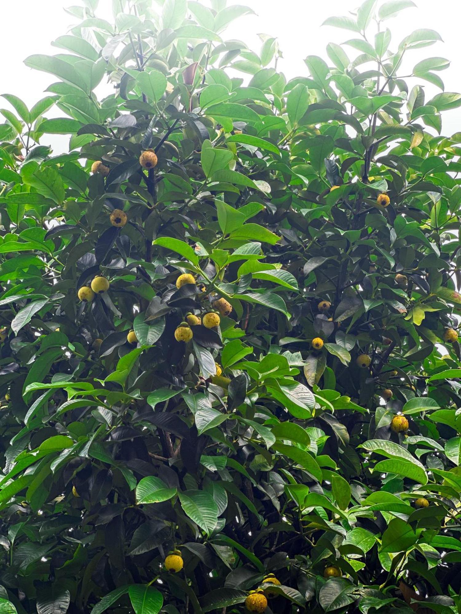 Janiro Tea Trees Villas Vythiri Extérieur photo